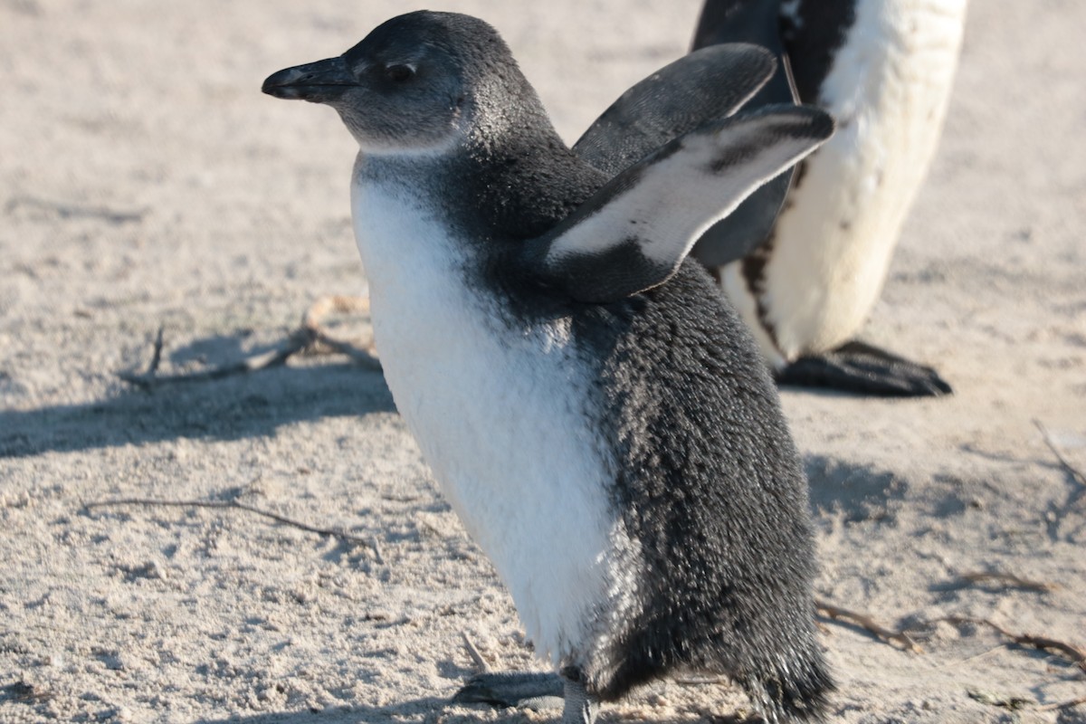 African Penguin - ML639102397