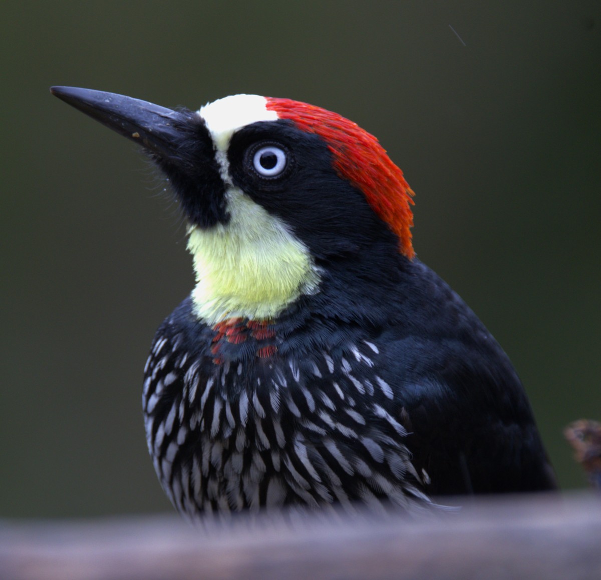 Acorn Woodpecker - ML639102398