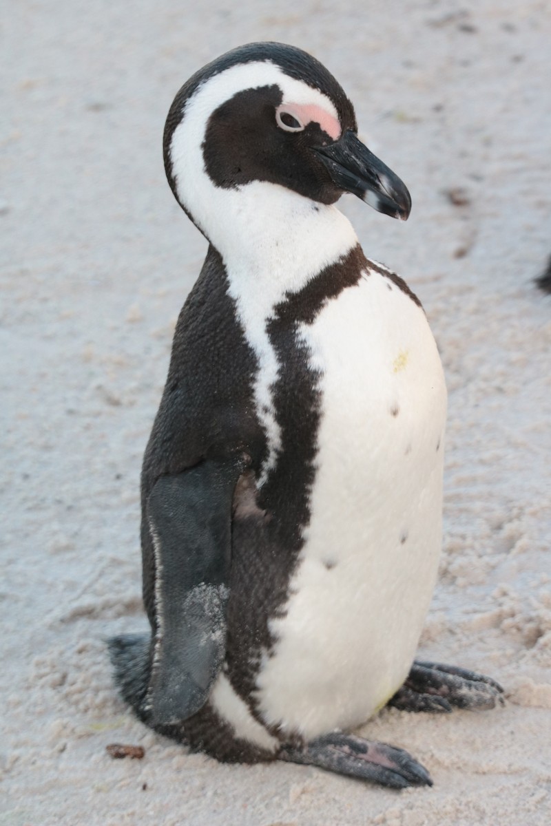 African Penguin - ML639102410