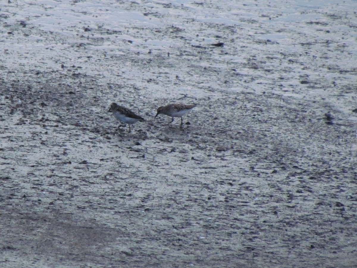 Gambecchio americano - ML639102411