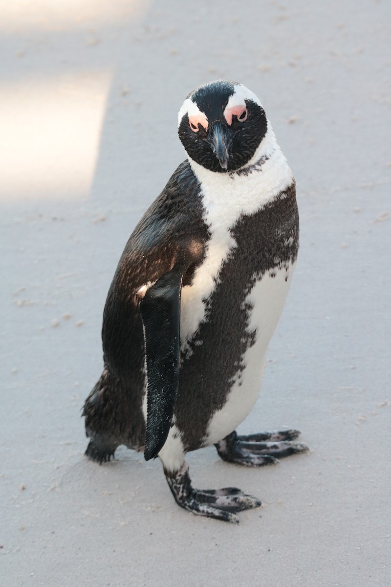 African Penguin - ML639102412