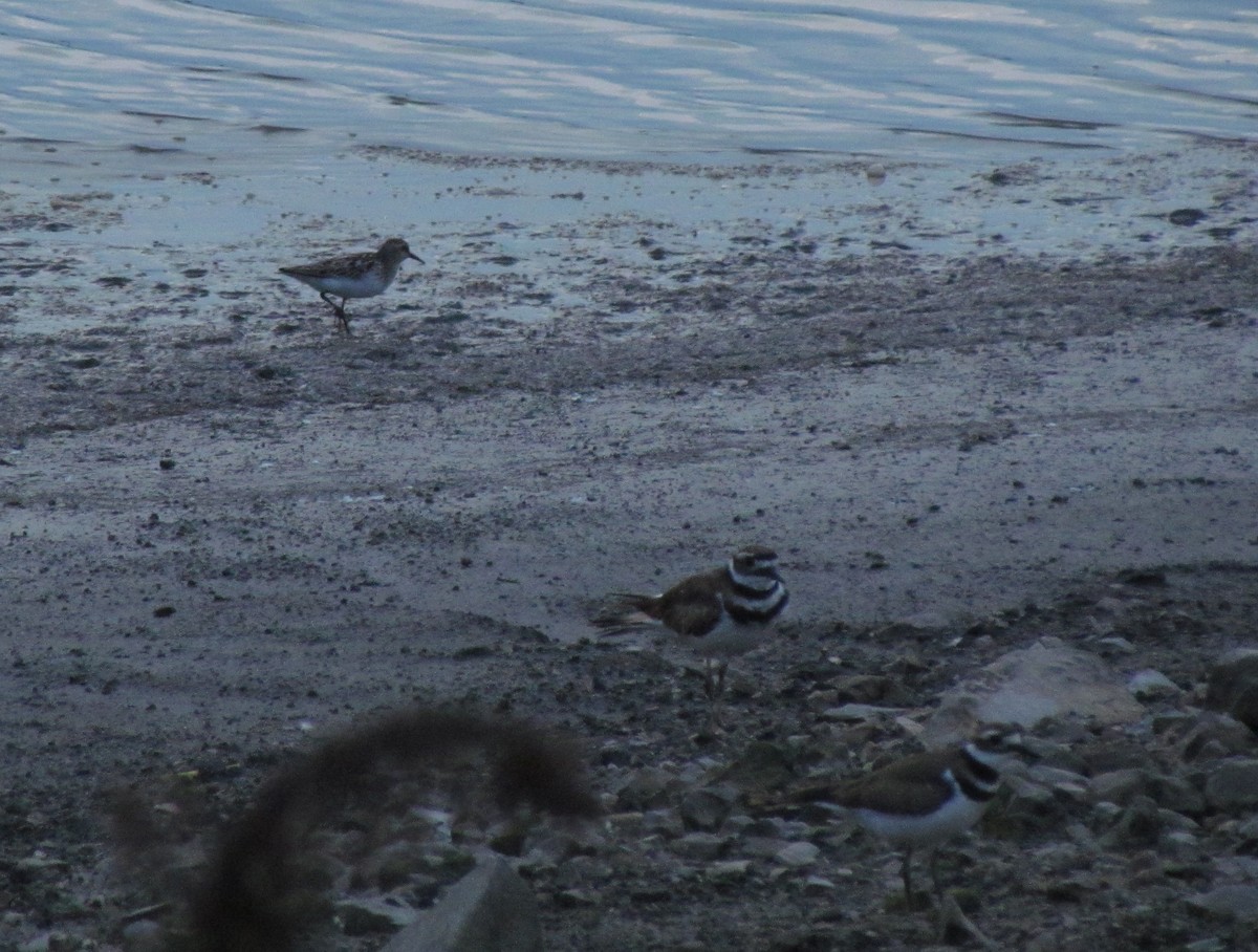 Killdeer - ML639102443