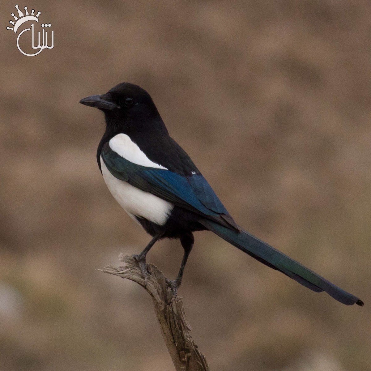 Eurasian Magpie - ML639102471