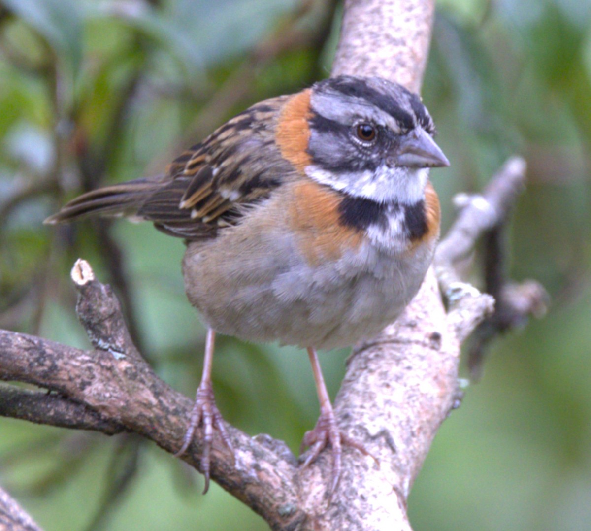 Rufous-collared Sparrow - ML639102514