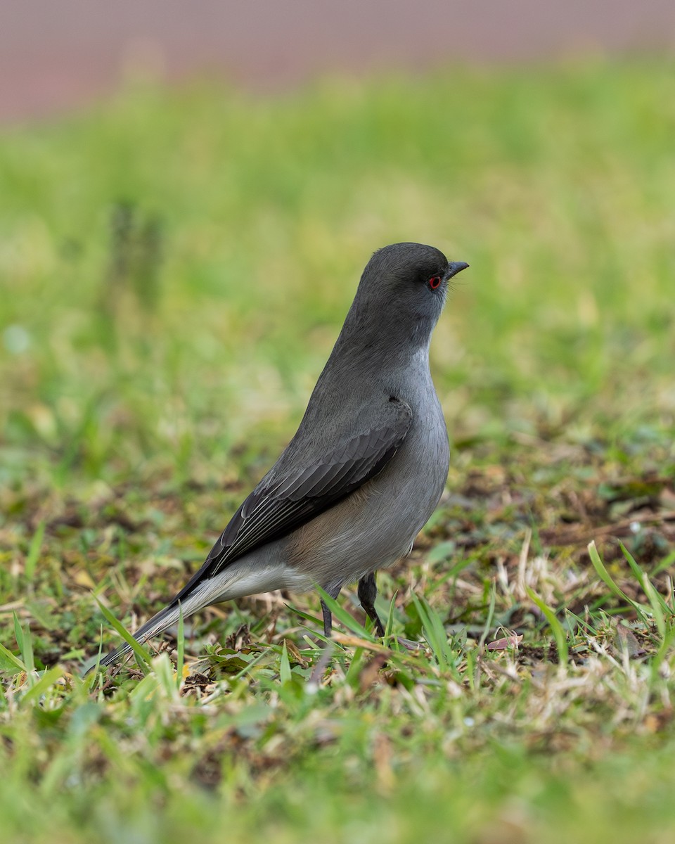 Fire-eyed Diucon - ML639102611