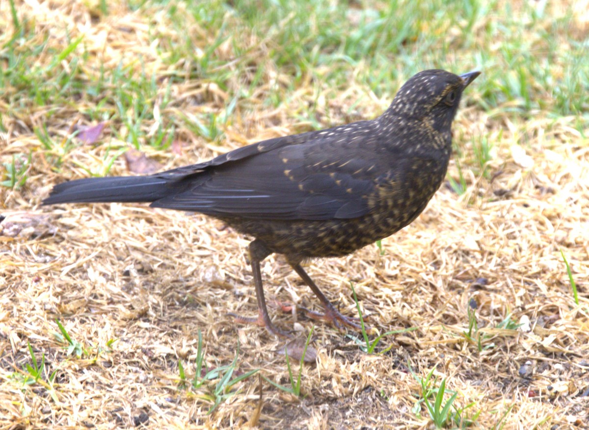 Sooty Thrush - ML639102613