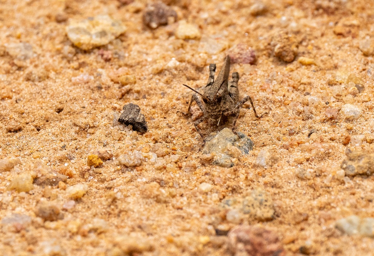 Carinate Locust - ML639102621