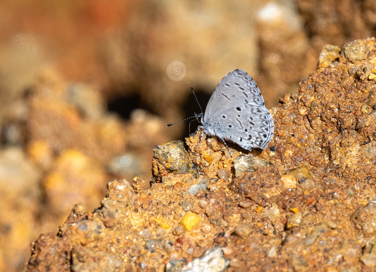 Plain Hedge Blue - ML639102622