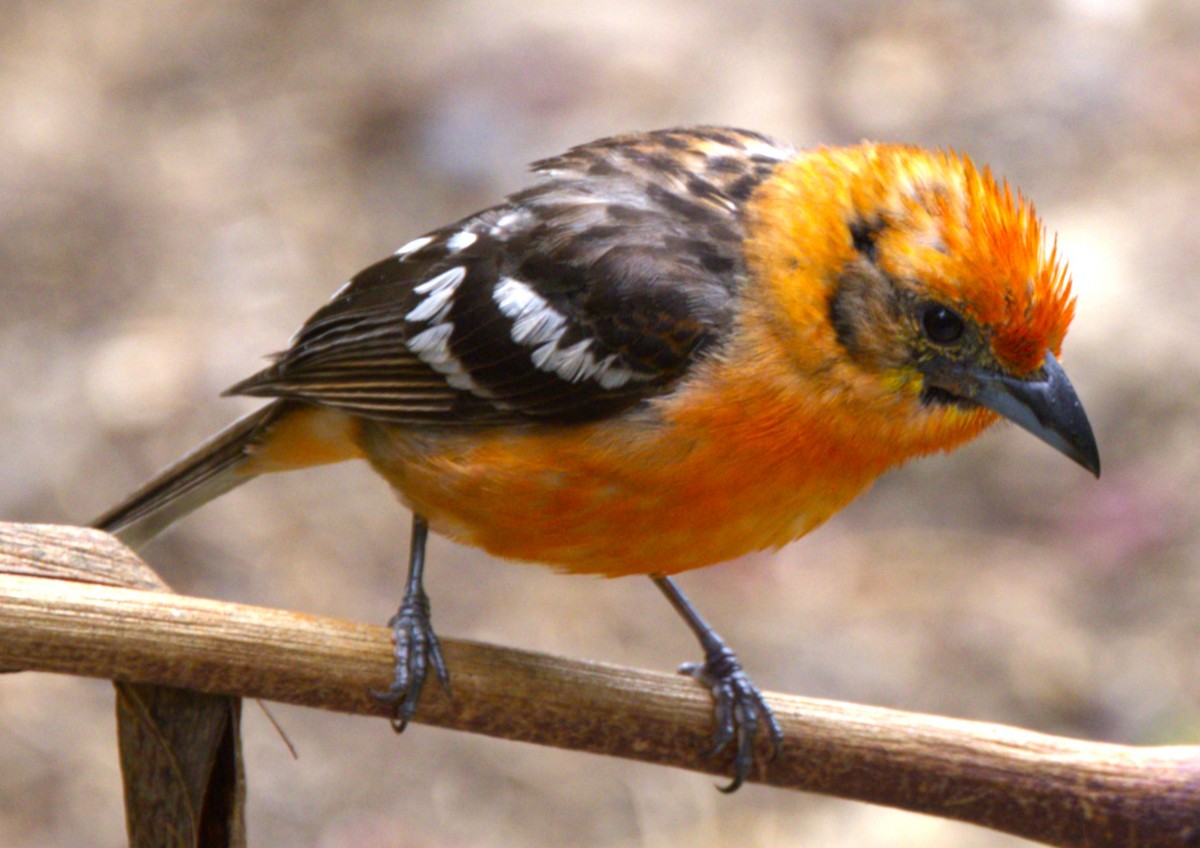 Flame-colored Tanager - ML639102704
