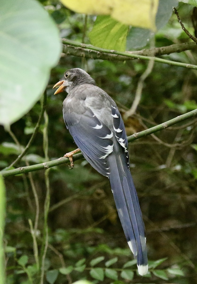 Red-billed Blue-Magpie - ML639102759