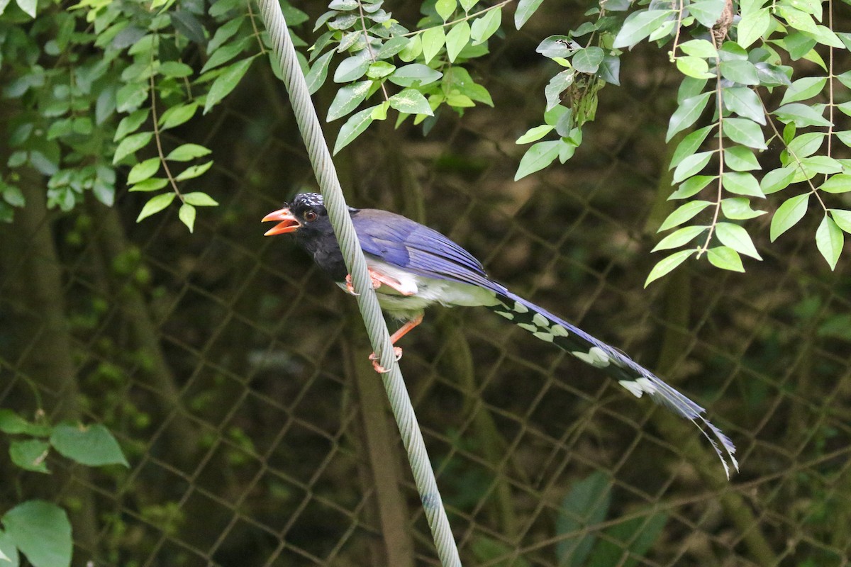 Red-billed Blue-Magpie - ML639102761