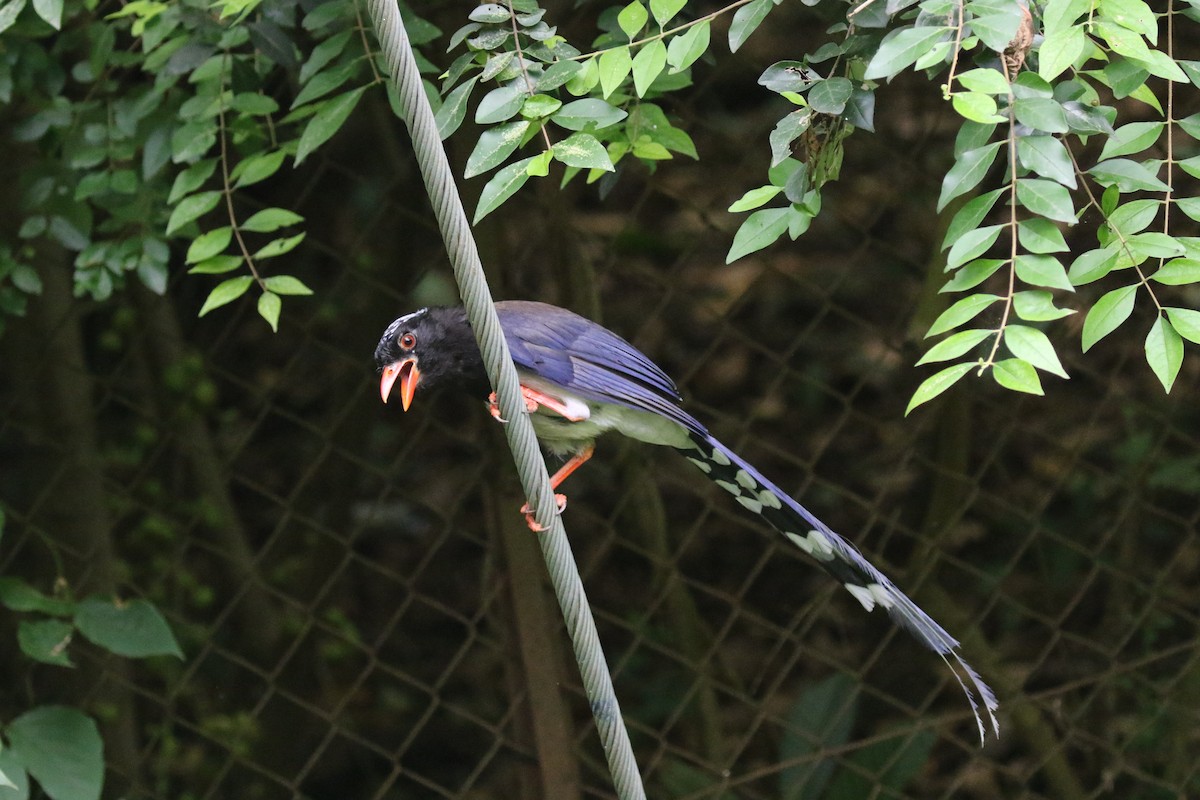 Red-billed Blue-Magpie - ML639102762
