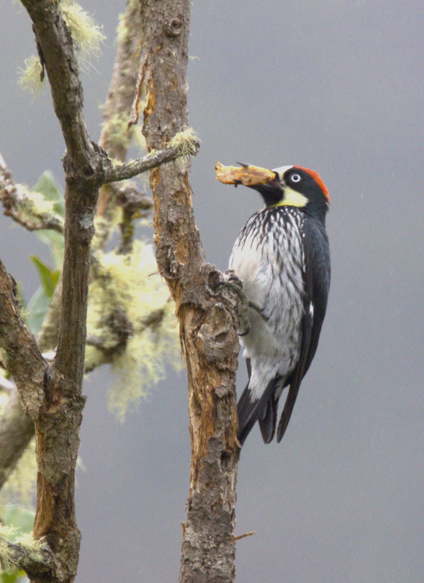 Acorn Woodpecker - ML639102810