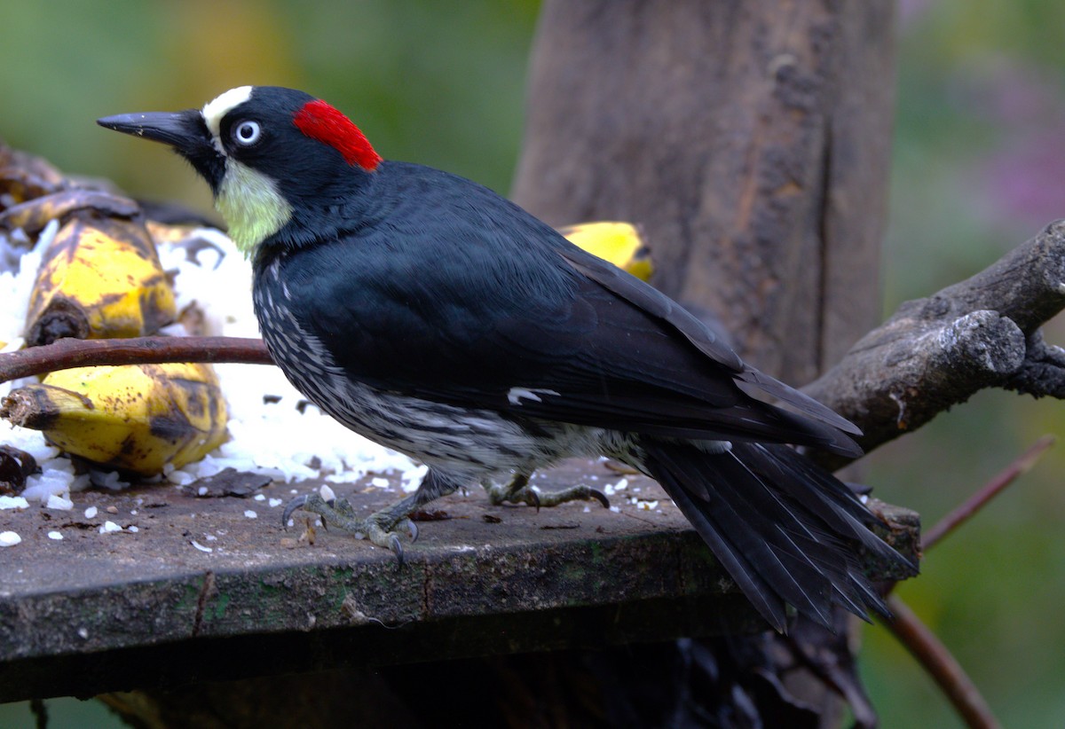 Acorn Woodpecker - ML639102914