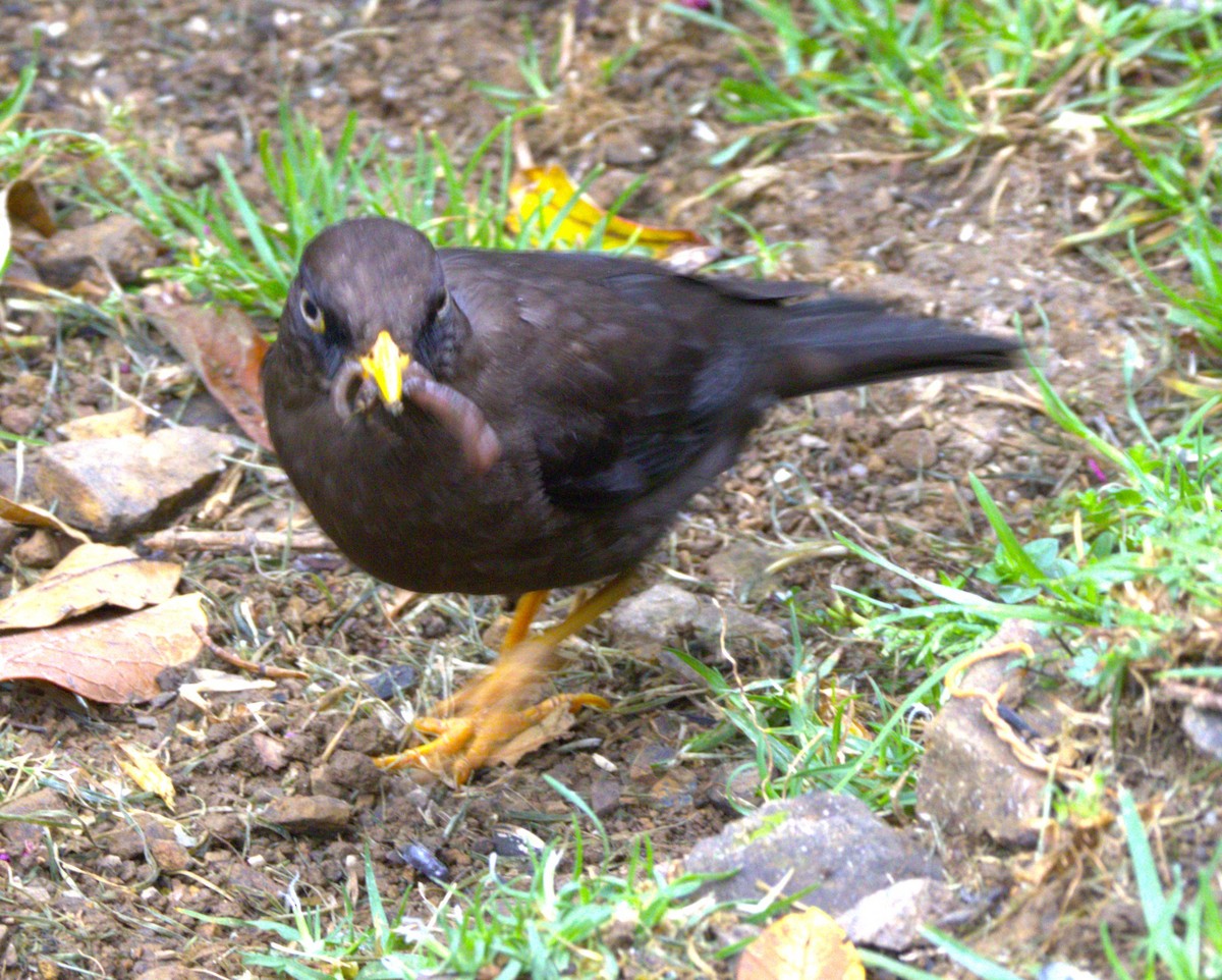 Sooty Thrush - ML639103026