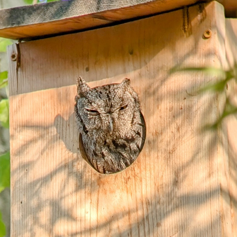 Western Screech-Owl - ML639103065