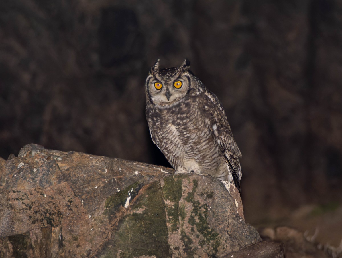 Spotted Eagle-Owl - ML639103090