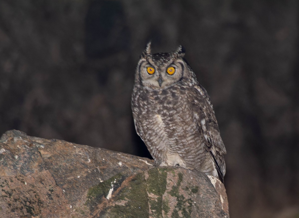 Spotted Eagle-Owl - ML639103091