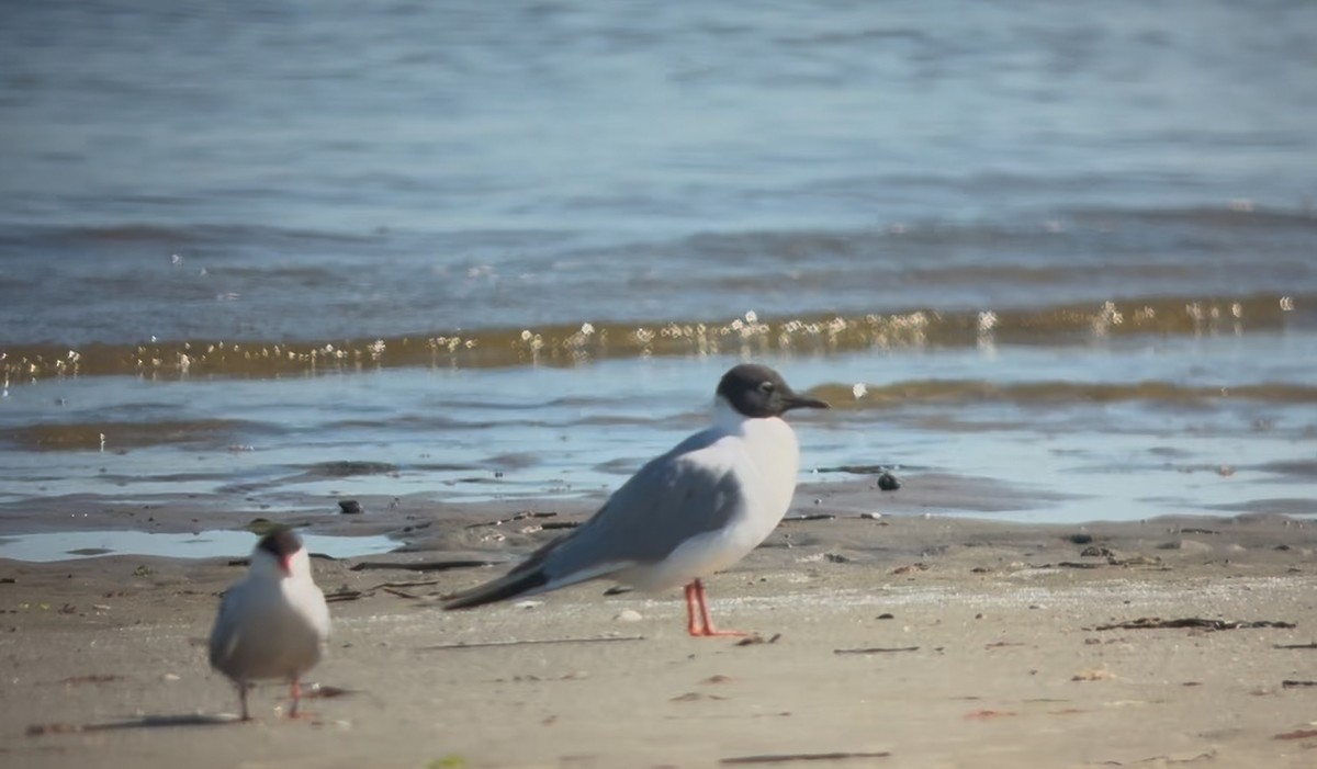 Bonaparte's Gull - ML639103100
