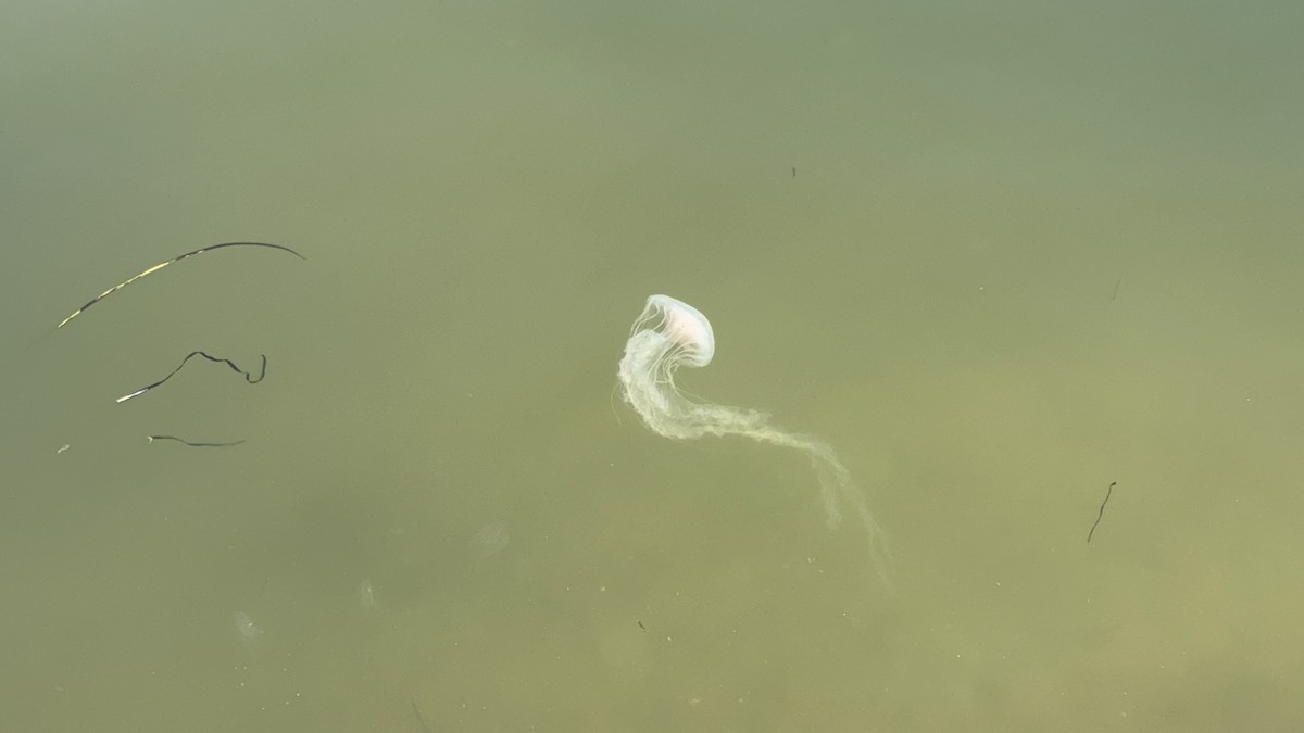 Bay Nettle - ML639103114