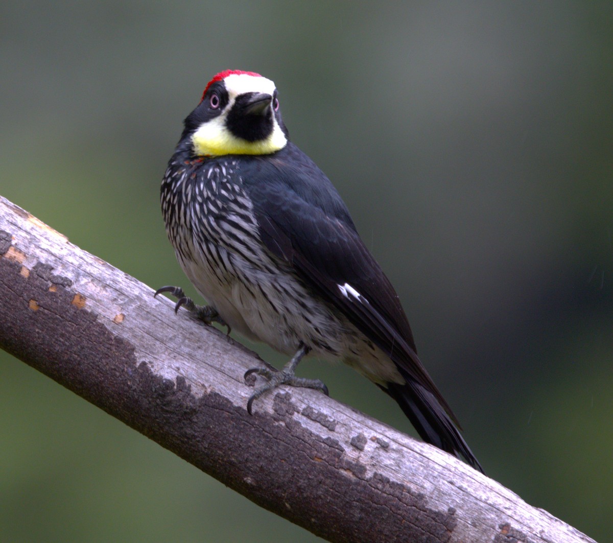 Acorn Woodpecker - ML639103124