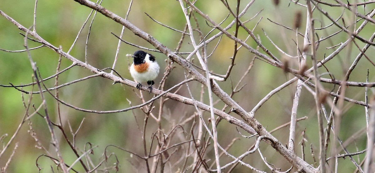 African Stonechat (African) - ML639103139