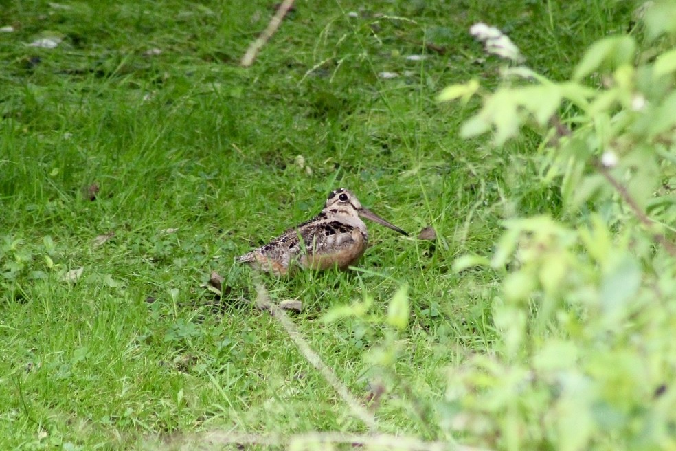 American Woodcock - ML639103142