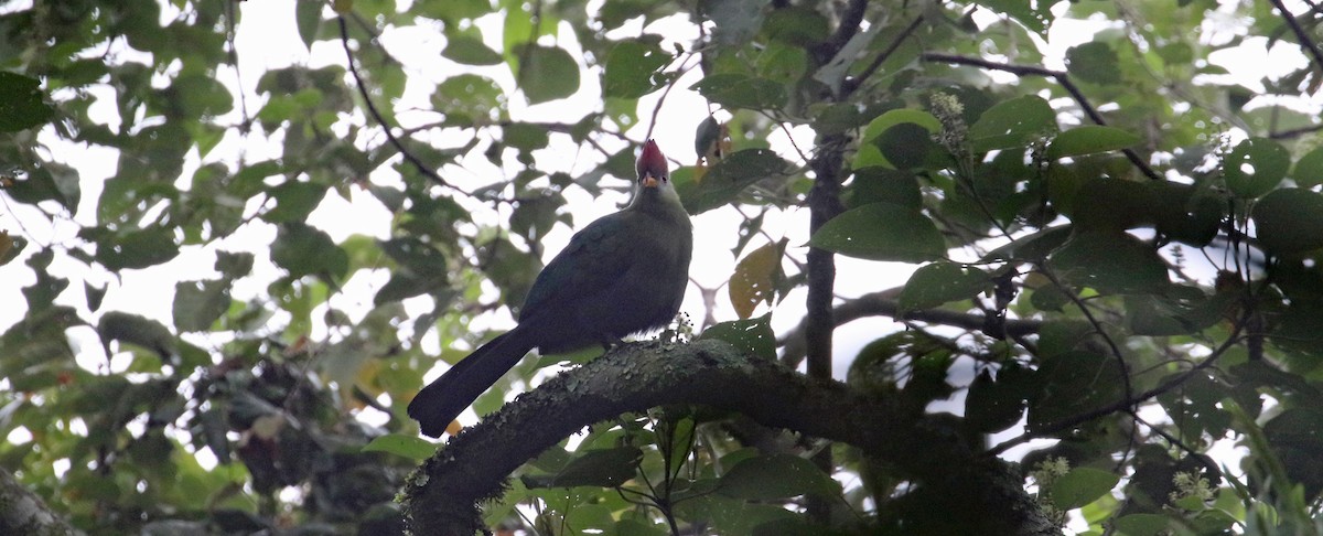 Bannerman's Turaco - ML639103166