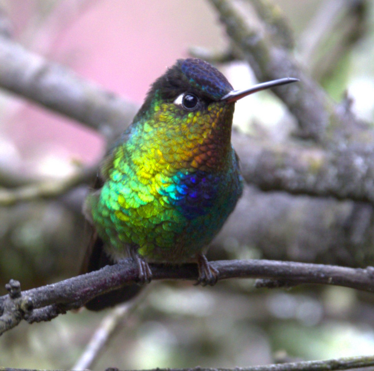 Fiery-throated Hummingbird - ML639103172