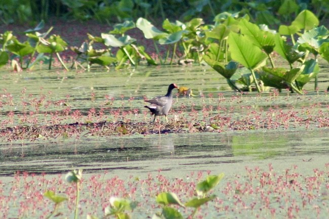 Common Gallinule - ML639103203