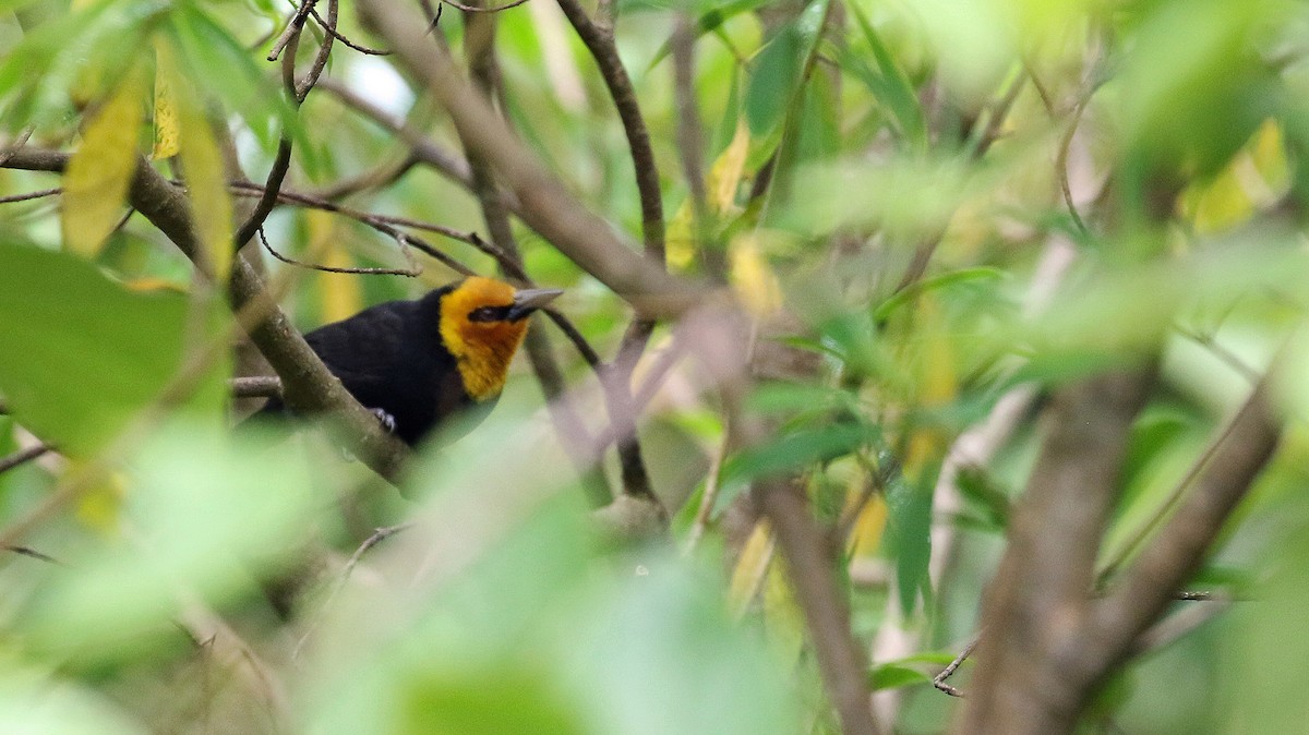 Black-billed Weaver - ML639103251