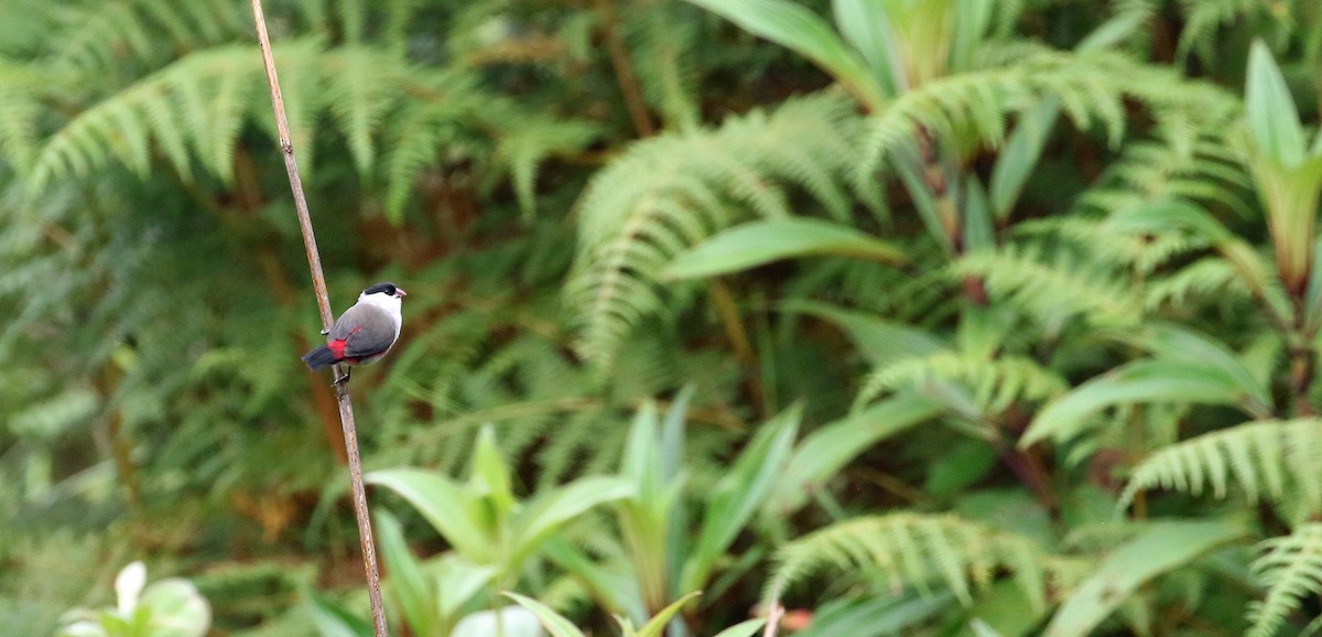 Black-crowned Waxbill - ML639103311