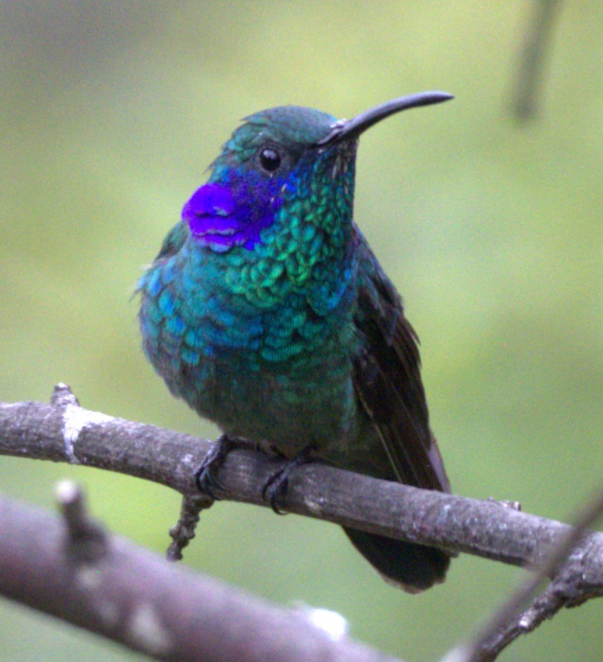 Fiery-throated Hummingbird - ML639103323