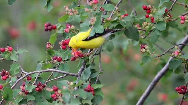 American Goldfinch - ML639103382