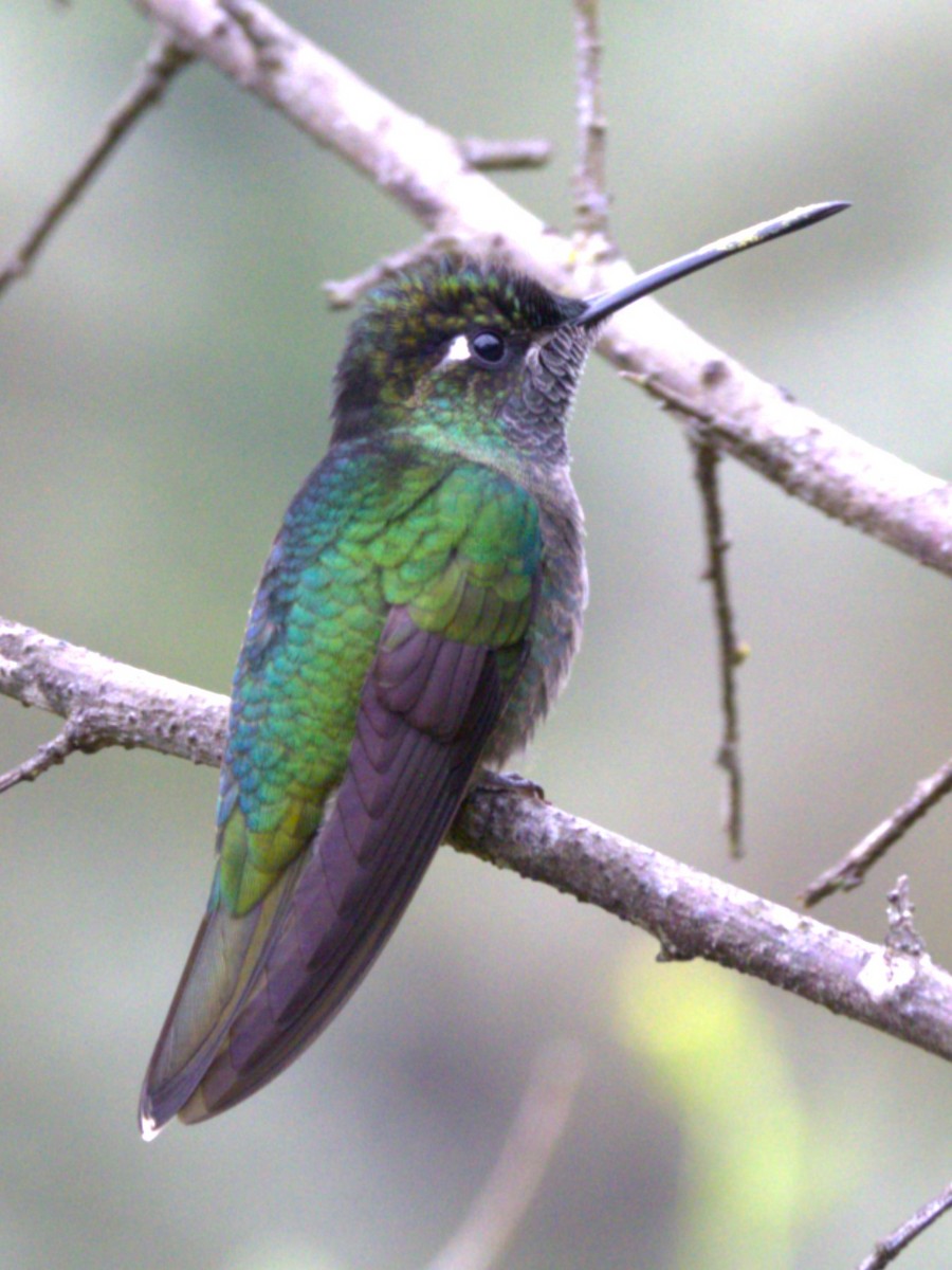 Talamanca Hummingbird - ML639103411