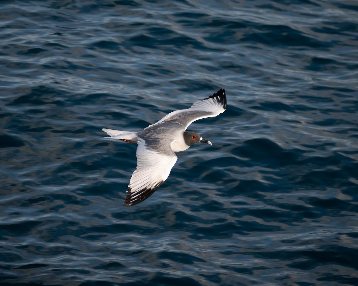 racek galapážský - ML639103423