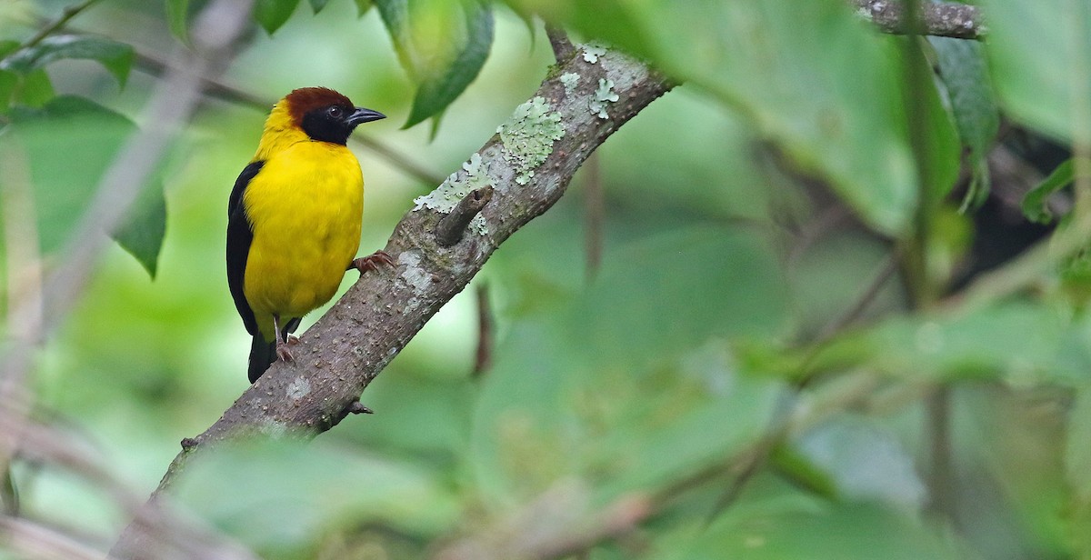 Brown-capped Weaver - ML639103435