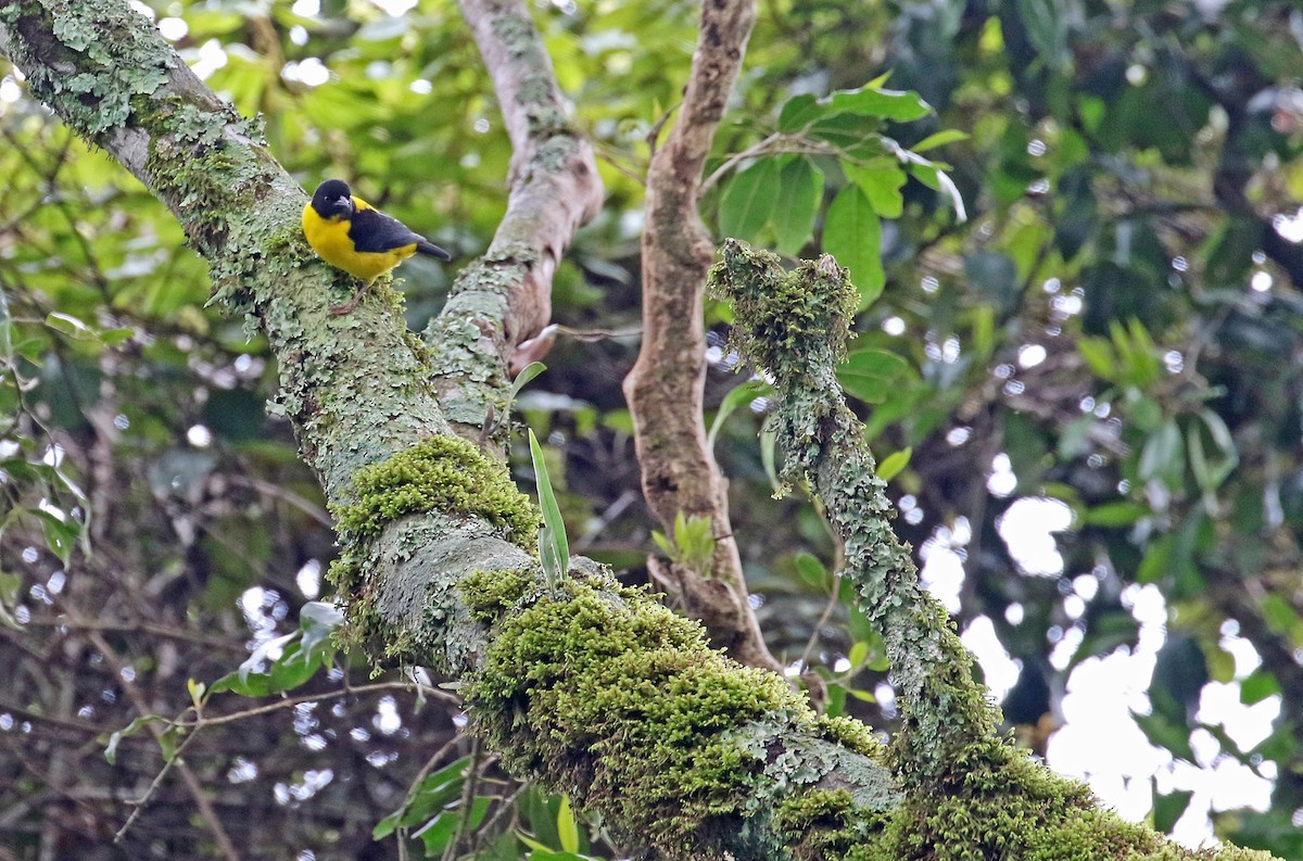 Brown-capped Weaver - ML639103436