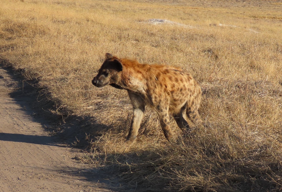 Spotted Hyena - ML639103453