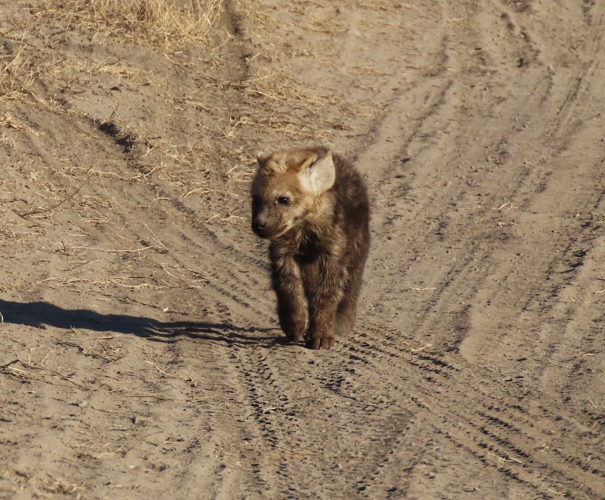 Spotted Hyena - ML639103454