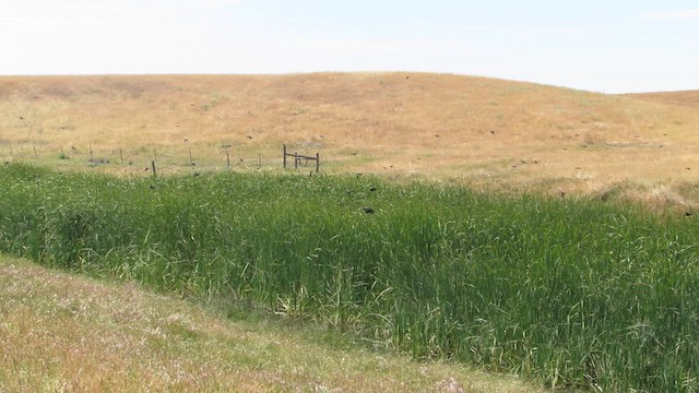 Tricolored Blackbird - ML639103470
