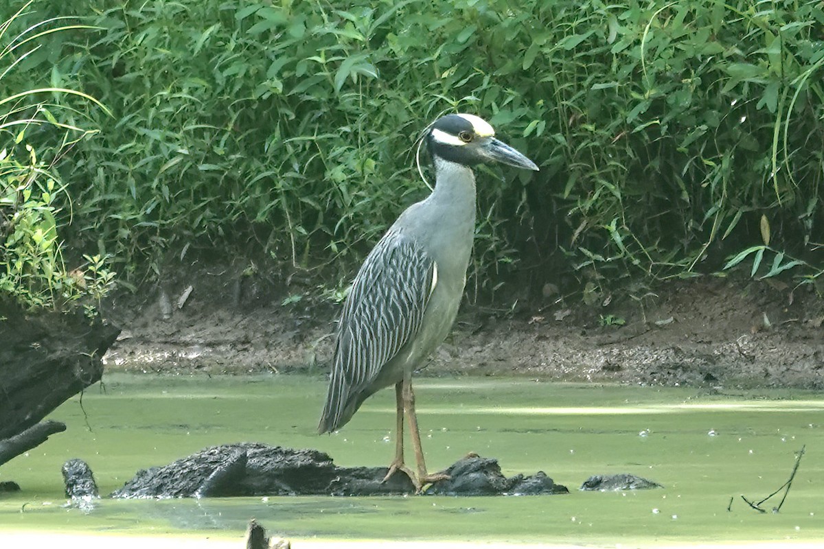Yellow-crowned Night Heron - ML639103473