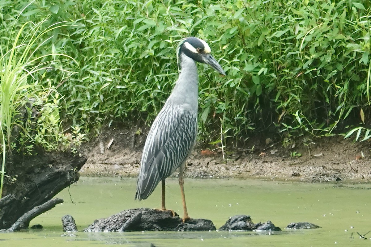 Yellow-crowned Night Heron - ML639103474