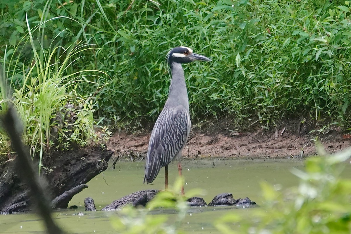 Yellow-crowned Night Heron - ML639103475
