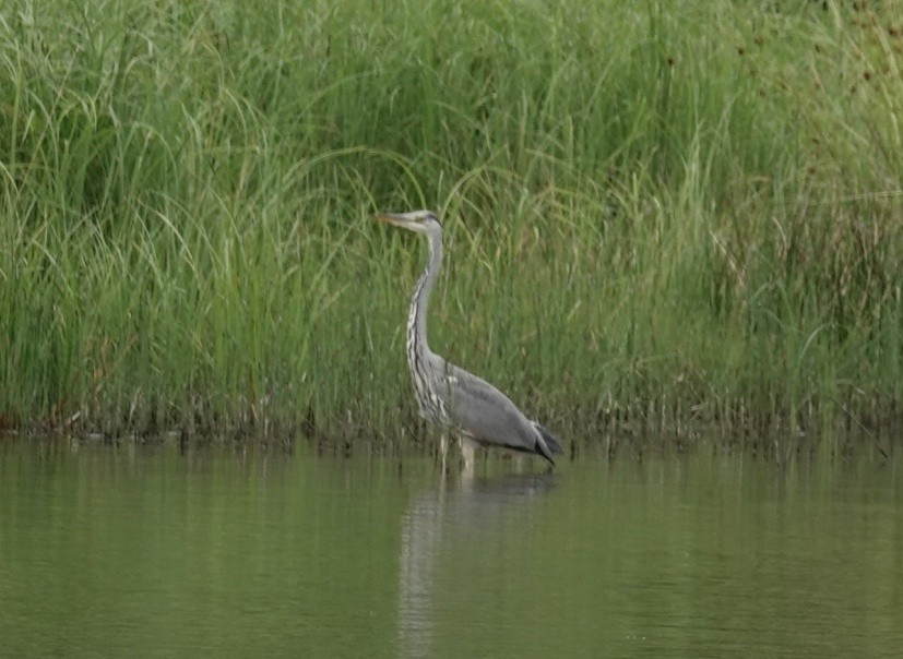 Gray Heron - ML639103477