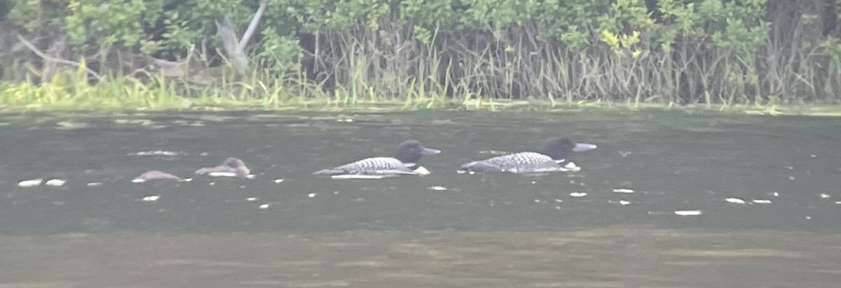 Гагара полярна - ML639103485