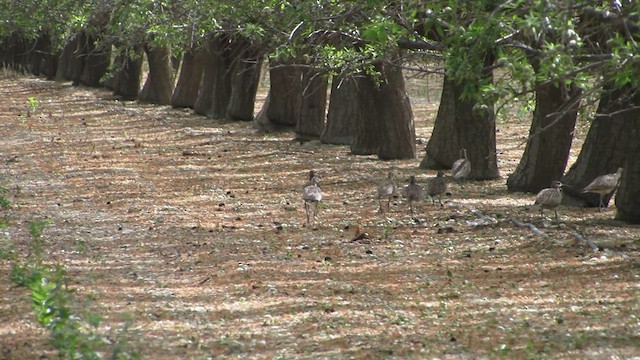 Whimbrel (Hudsonian) - ML639103625