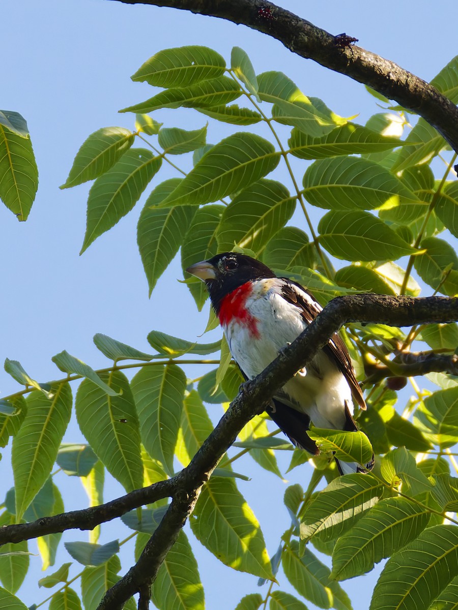 Rose-breasted Grosbeak - ML639103632
