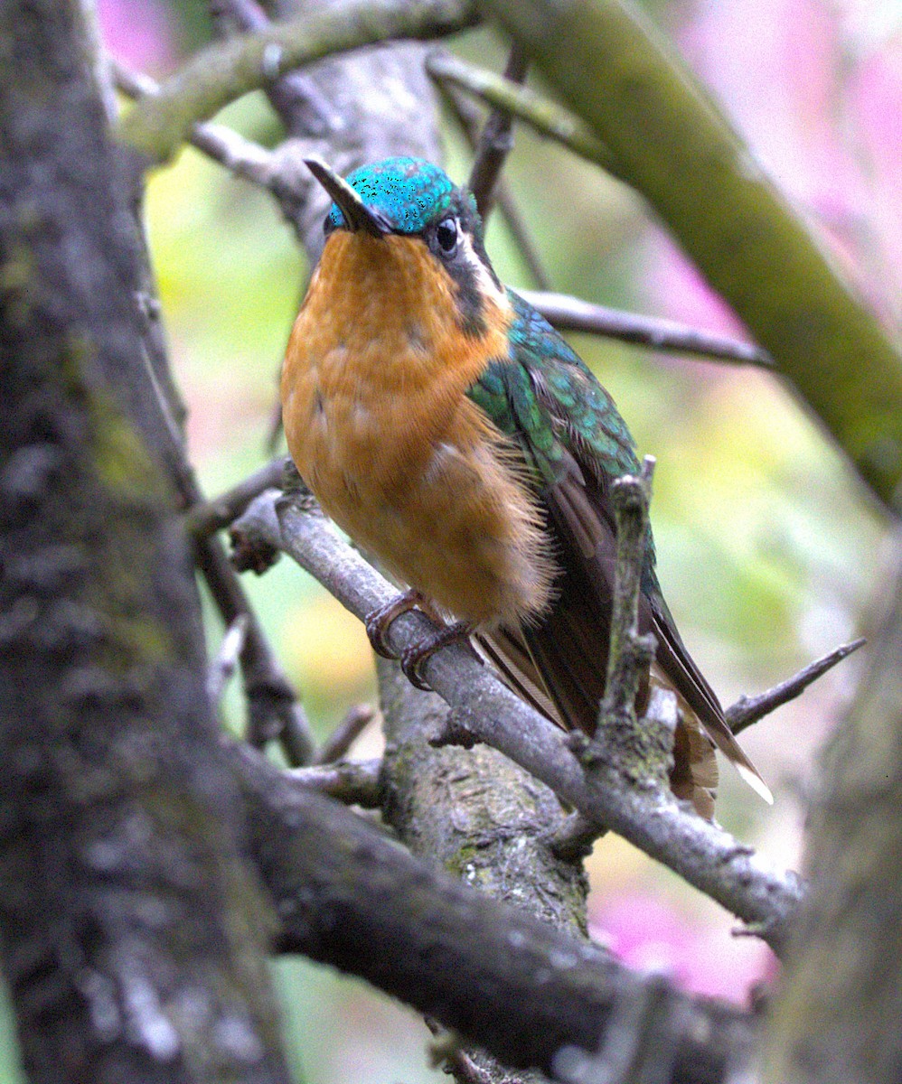 White-throated Mountain-gem - ML639103759