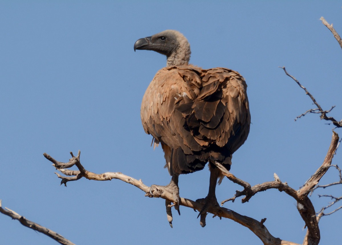 White-backed Vulture - ML639103861